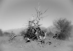 Thad Kubis Tree Death Valley